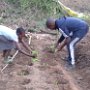 Cultivation of spinach at MACHICA..