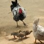 MACHICA chickens with the cubs.