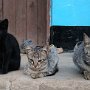 MACHICA-cats with the cubs: Mbili, Tatu, Nne